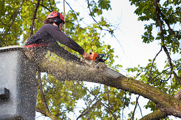 Professional Tree Service in Ashland, CA